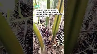 Pemangkasan dahan