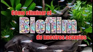 Cómo eliminar el Biofilm de nuestros acuarios