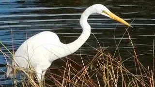 Eastern Great Egret feeding