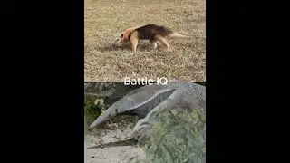 Southern Tamandua vs Giant Anteater #shorts