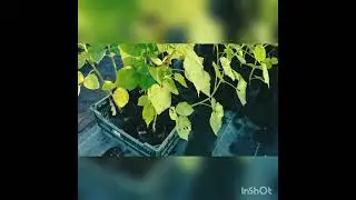 Саженцы с длинным побегом ( Long Cane) продолжаем эксперимент. Сорт Пшехиба.