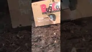 clever cricket tries to tiptoe past Bill the Beast , not so lucky