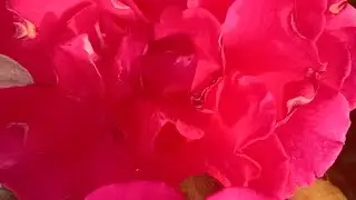 Multicoloured flowers 🌹