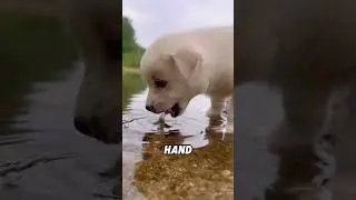Разница между кошками и собаками, которые пьют воду#животные #смешноеживотное #мило #собака #кошка