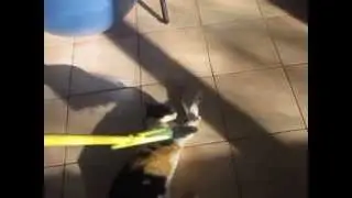 The Perfect Cat Spa