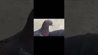 8ta praya Oran ter morda 2to praya bari ta bosa gacha // 6ta praya oran kamon laklo // 🕊️❤️🕊️❤️🕊️