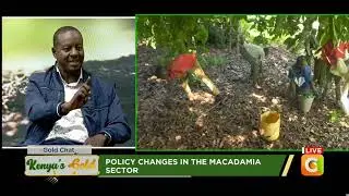 Kenya's Gold | Policy changes in the macadamia sector (Part 2)