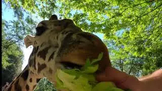 Giraffe Buttercup Sticks His Neck Out For Lettuce