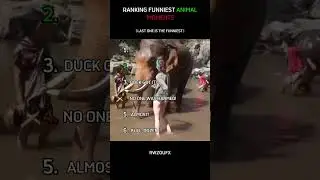 Ranking funniest animal moments #short #viral#shortsviral