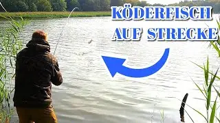 Erfolgreich Angeln mit K&ouml;derfisch auf Raubfisch im Oktober 2023. Hecht, Barsch und Co