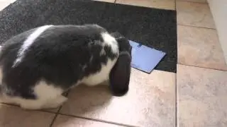 French Lop Ear Rabbit Bunny stealing