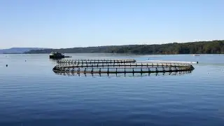 Salmon farming a 'controversial' point of contest in Tasmania