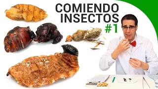 Comiendo insectos #1: gusanos, cris&aacute;lidas y hormigas - Entomofagia