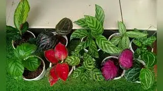 sale video of aglonema mother plants /combo offer of calathea 🤩🙌🏻/watch full video to know the price