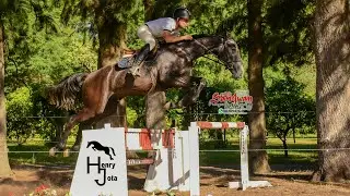 HENRY JOTA HORSES
