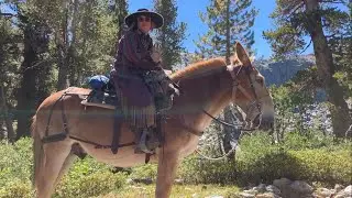 JMT 2024 - Day 7 Part 7 - Amazing Pack Mule Company
