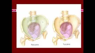 MUSKULOSKELETAL KULIAH 2 : ANATOMI TULANG EKSTREMITAS INFERIOR