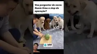 Dog #cachorros #dvinvest #visaodemercado #cachorro #semstoploss #memes #trading #finance #pets