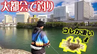 革命！大都会で餌を使わず〇〇を使うと！？