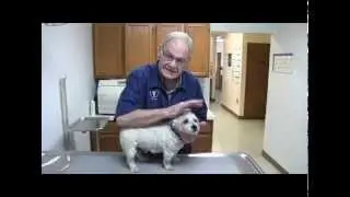 How to draw blood from a dog for use in a glucometer