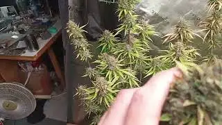 June 22nd update JACKASHS Purple Mindset Grow along day 98,91,84 @growersmindset #growmiegang