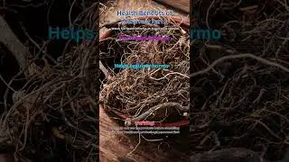 Health Benefits of Maral root 1