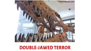 Why did Mosasaurs have a second jaw? ￼| Mosasaur Anatomical Discussion