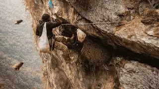 Hanging Over a 120m Cliff to Harvest Wild Honey | Extreme Bee Hunting