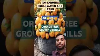 How To Grow Orange Tree With Unique Skills #gardening #orange #shortsfeed