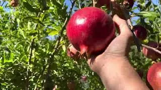 Picking Wonderful Pomegranate Fruits