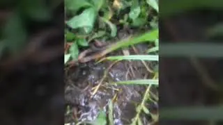 sambaran belut lapar