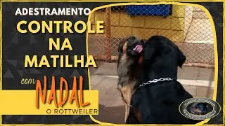 Sociabilização e controle - NADAL - Rottweiler