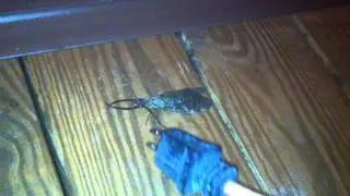 Eastern Dobsonfly (male specimen) - Коридалид [Corydalus cornutus] |NC|
