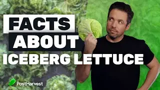 Facts About Iceberg Lettuce