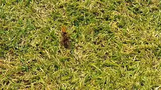 Trantula Hawk