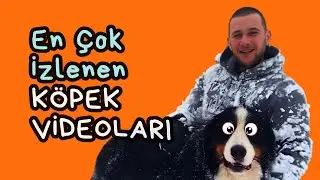 Viral Videoları Yorumluyorum || 15 Ocak 2026 #köpekadam #canlı #köpek