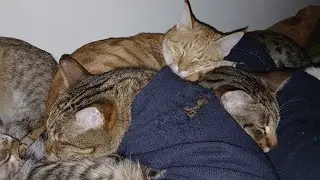 How do my cats sleep? 😴🐾 playtime 😍