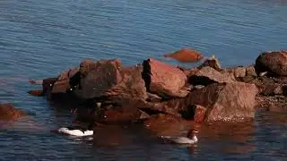 Bird-watching in Acadia National Park, Maine
