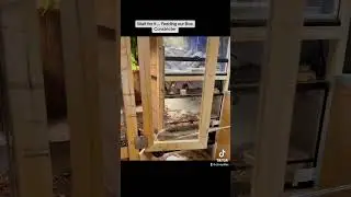 Watch us feed our 10 foot #boa #rat#feed #feeding #rats#constrictor #snake#reptile#snakes#reptilezoo