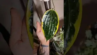 🤤 This new leaf is unreal: Hoya latifolia albo marginata ✨️