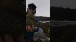Beautiful Spring Walleye!