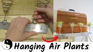Hanging Air Plants | Birdz of a Feather