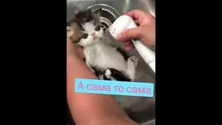эх ма,#shorts #cats