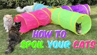 Best toy tunnel ever for Maine Coons and other large cats