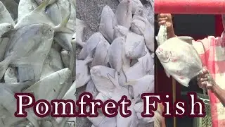 Big Pomfret Fish Market in Odisha - ପାରାଦୀପ ମାଛ ମାର୍କେଟ