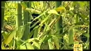 BaMa -- Road to Longevity 3 巴马长寿之旅 3