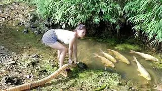 Fishing Ancient Fishing Techniques: Harvesting White Catfish with Primitive Trap | Nguyet Fishing