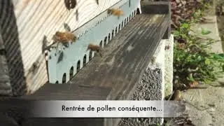 Ruche Warr&eacute; - Pollens et provisions (D&eacute;c. 18)