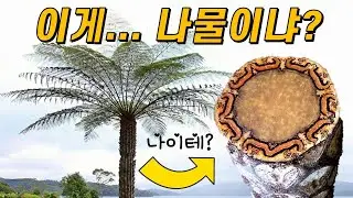 나무 고사리는 나무인가, 나물인가?🌿 줄기 안에는 뭐가 있을까?｜나무 고사리의 진화🌴