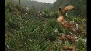 Oregon Coast elk hunt 2019